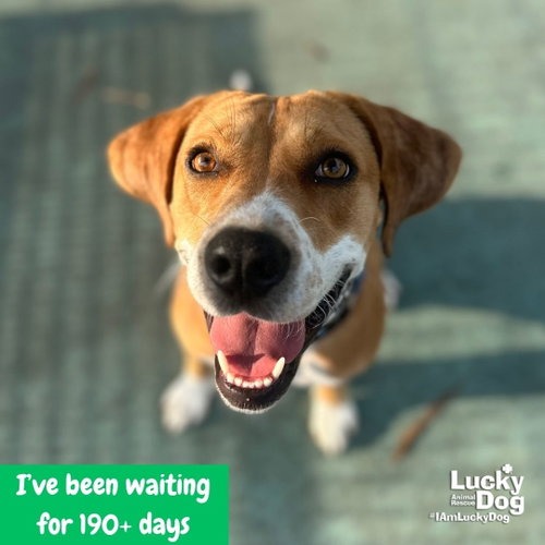 ZENA - Retriever / Mix available for adoption