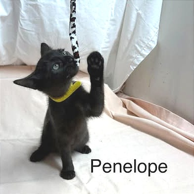 Penelope, photo 3