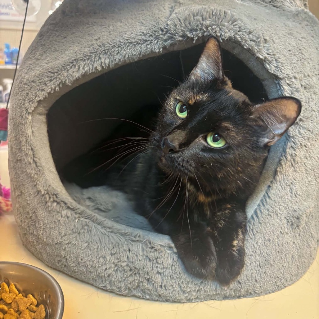 Azula, available for adoption