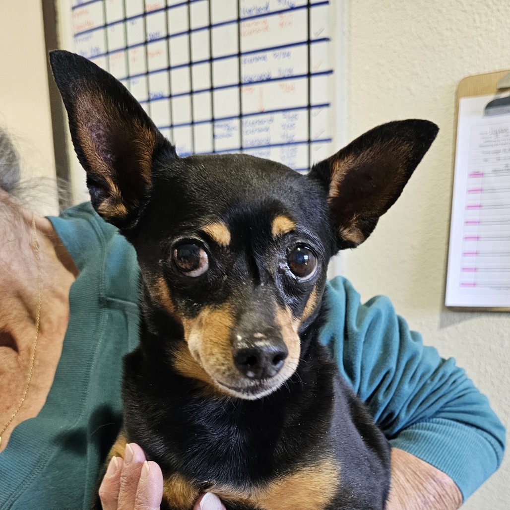 Dottie **STRAY HOLD-NOT AVAILABLE**