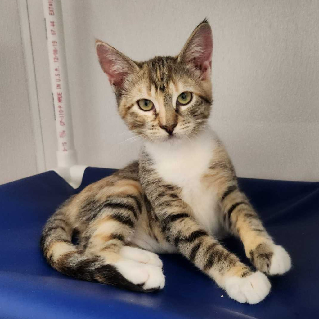 AMARA - Domestic Shorthair available for adoption