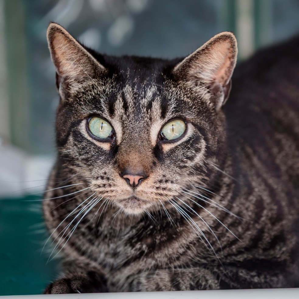 Another portrait of Huck