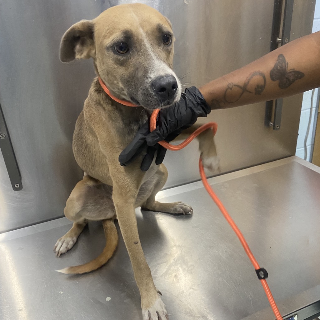 Puddles, an adoptable Mixed Breed (Medium)