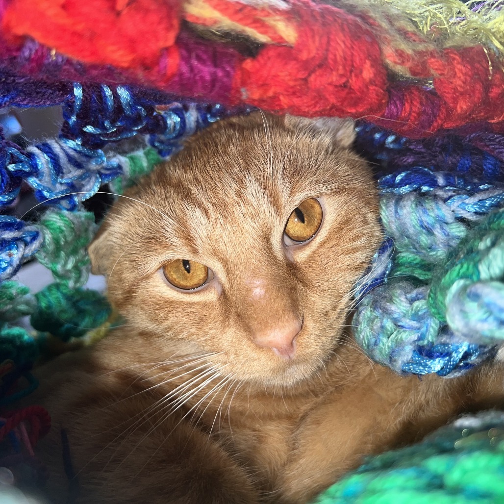 GRIMM - Domestic Shorthair available for adoption