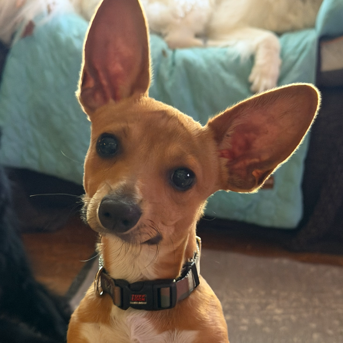 Chex, photo 1 of 1
