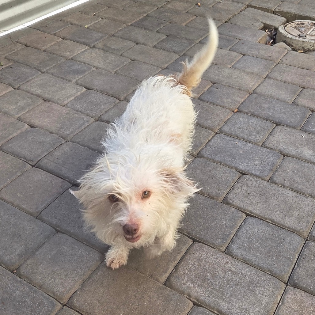 Darwin — thumbnail 4