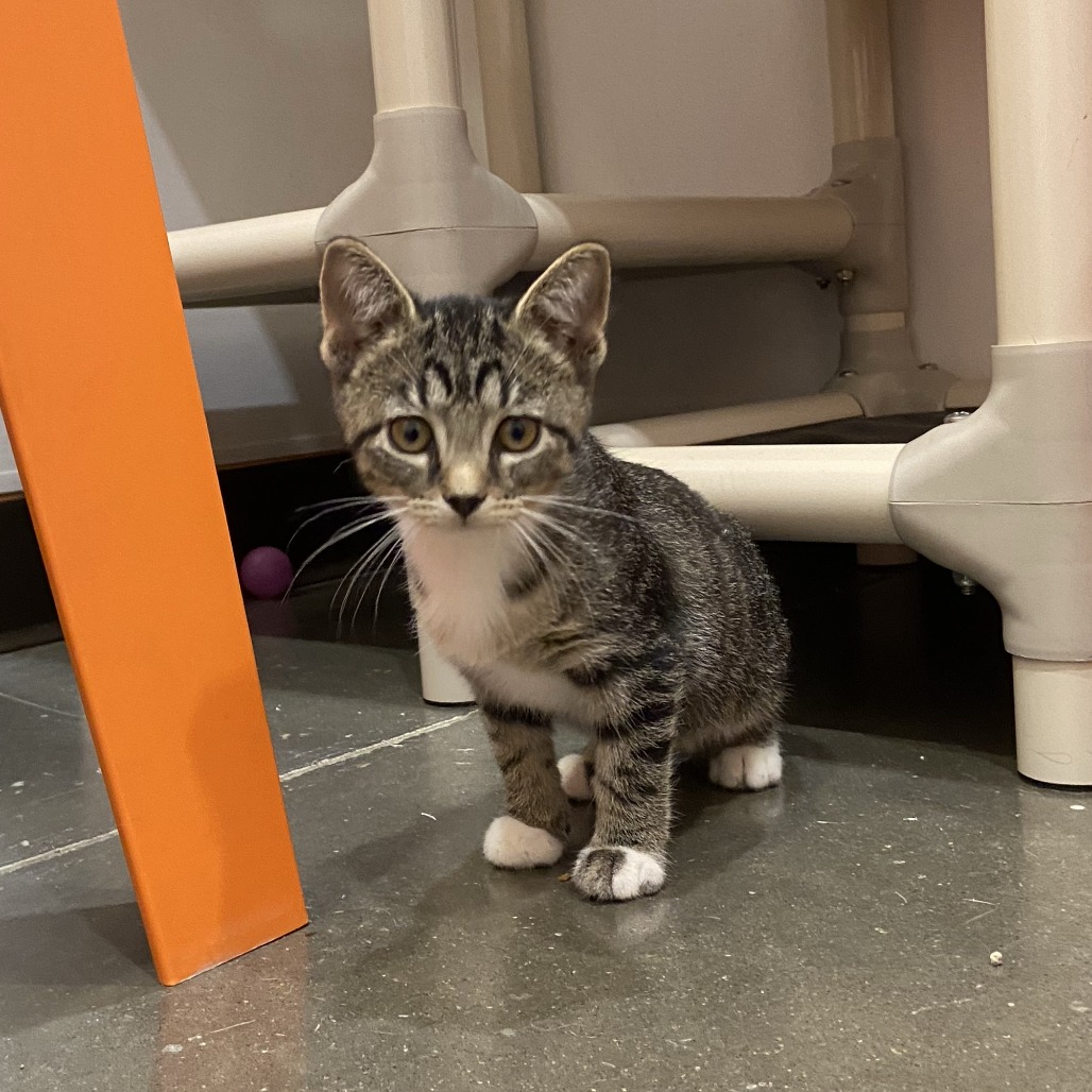WEREWOLF - Domestic Shorthair available for adoption