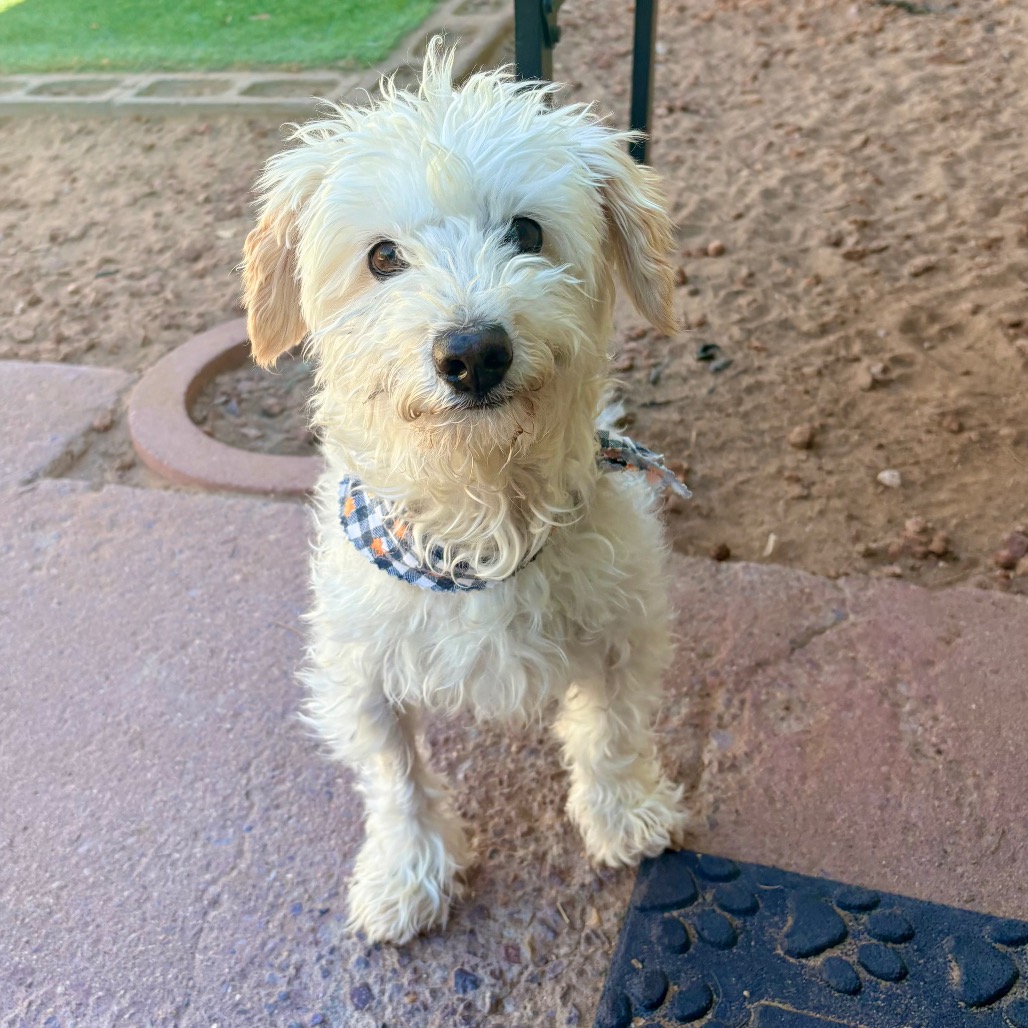 ELMER - Mixed Breed (Small) available for adoption