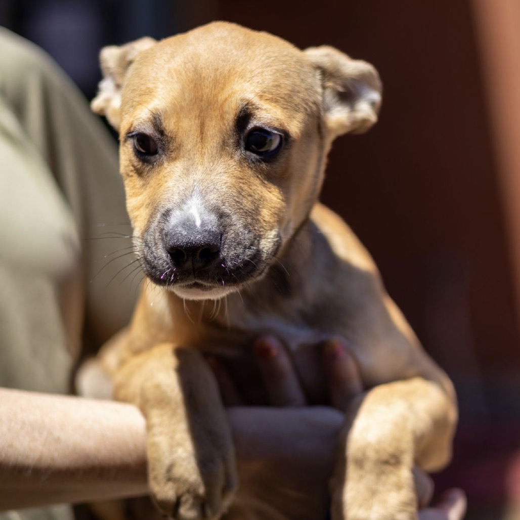 Kennel#29d Cupcake's preview photo