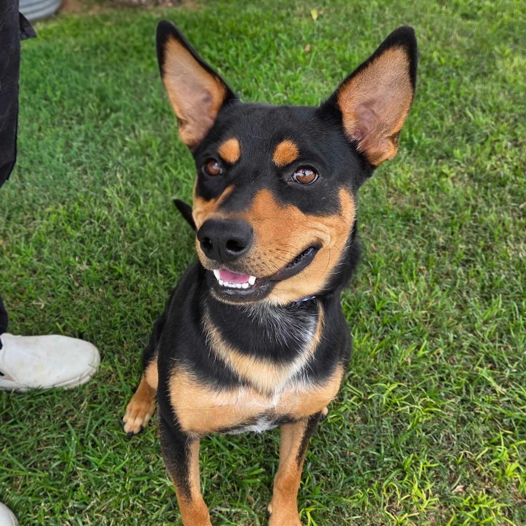 ELLIOT - Cattle Dog, Australian (Red Heeler) / Mixed Breed (Medium) for adoption in Midland