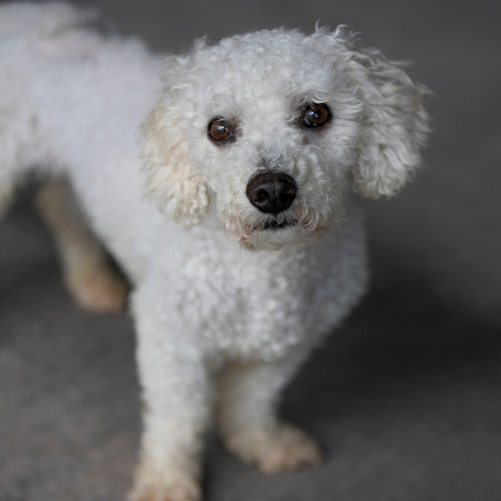 BJ (AP26-94) - Bichon Frise for adoption in Colorado Springs