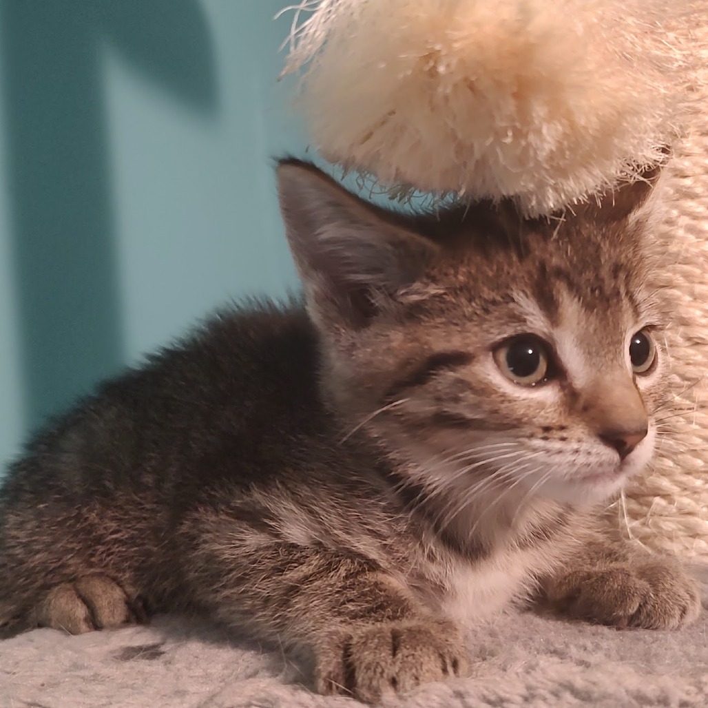 Astrid, photo 10