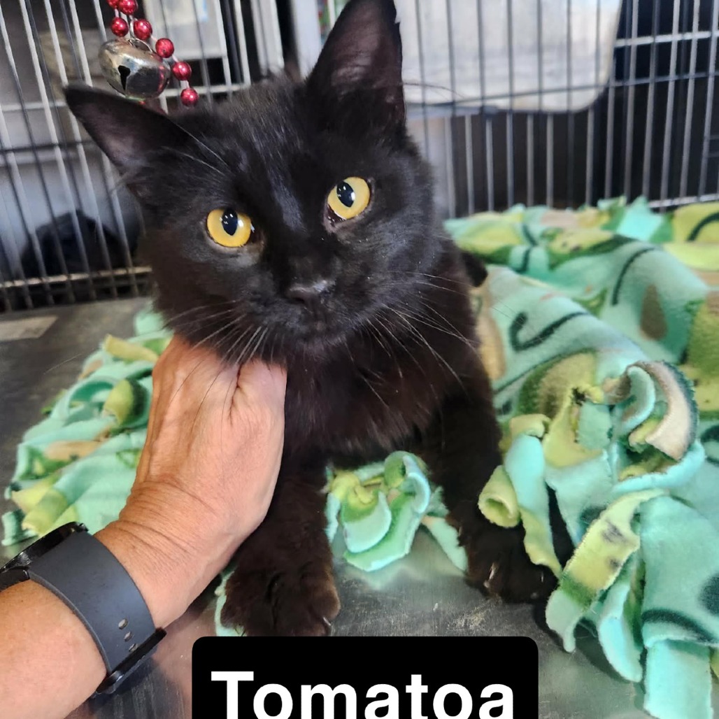Tomatoa, available for adoption