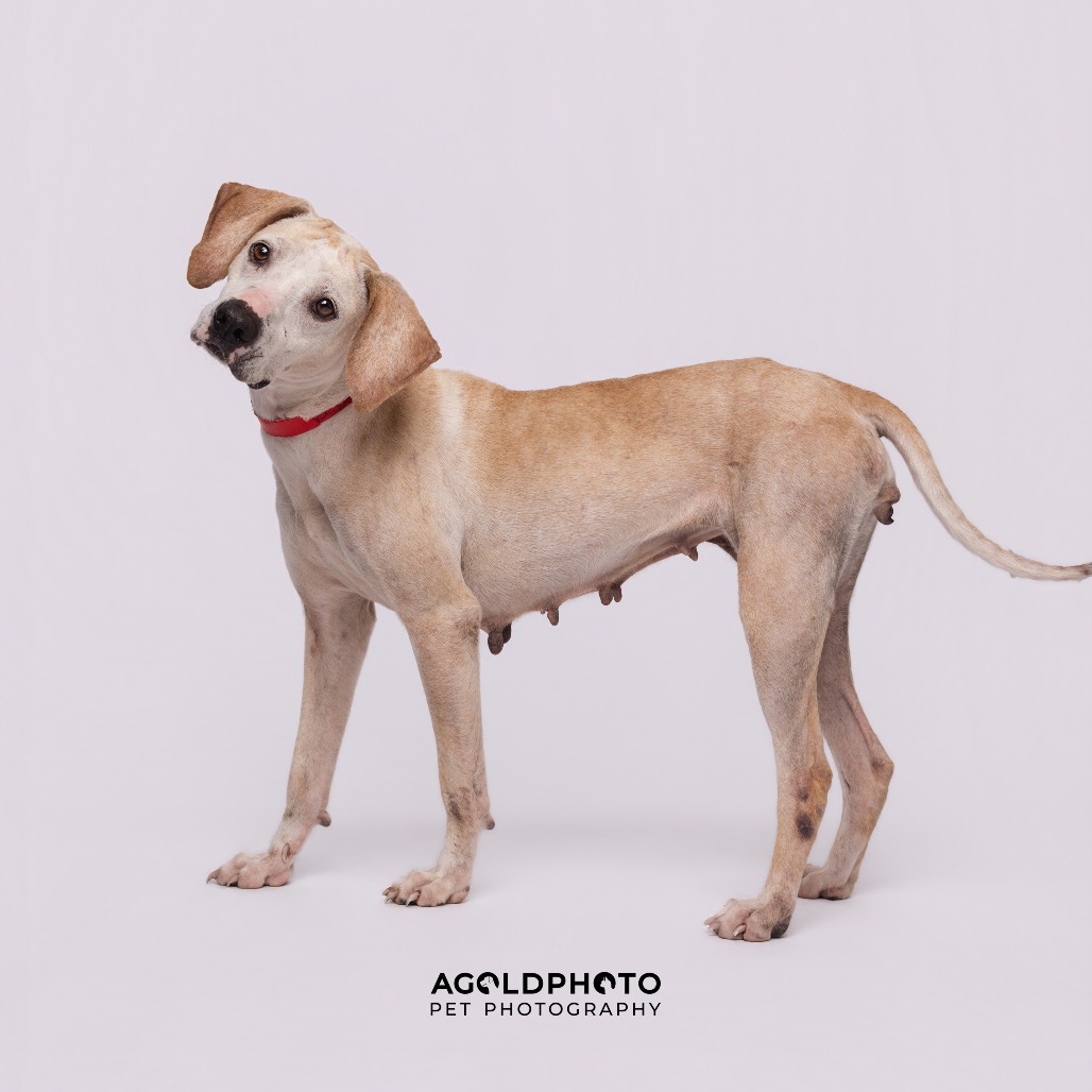 Bessie — thumbnail 3