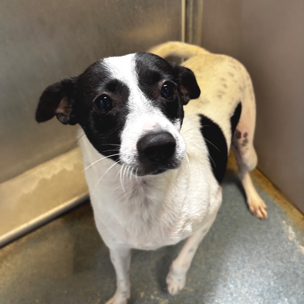 Biscuit, available for adoption at PVAS