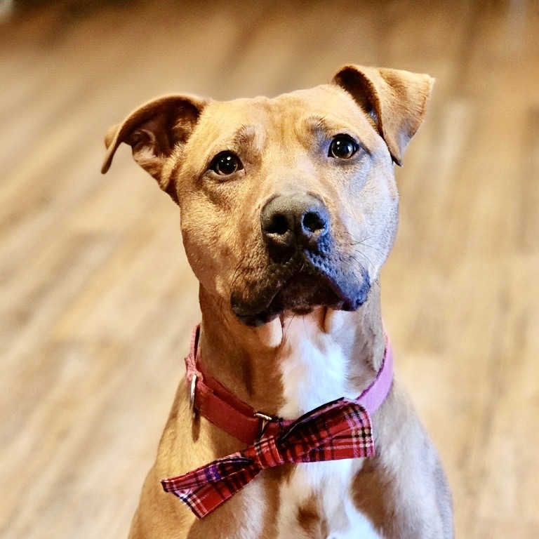 Louie, photo 5