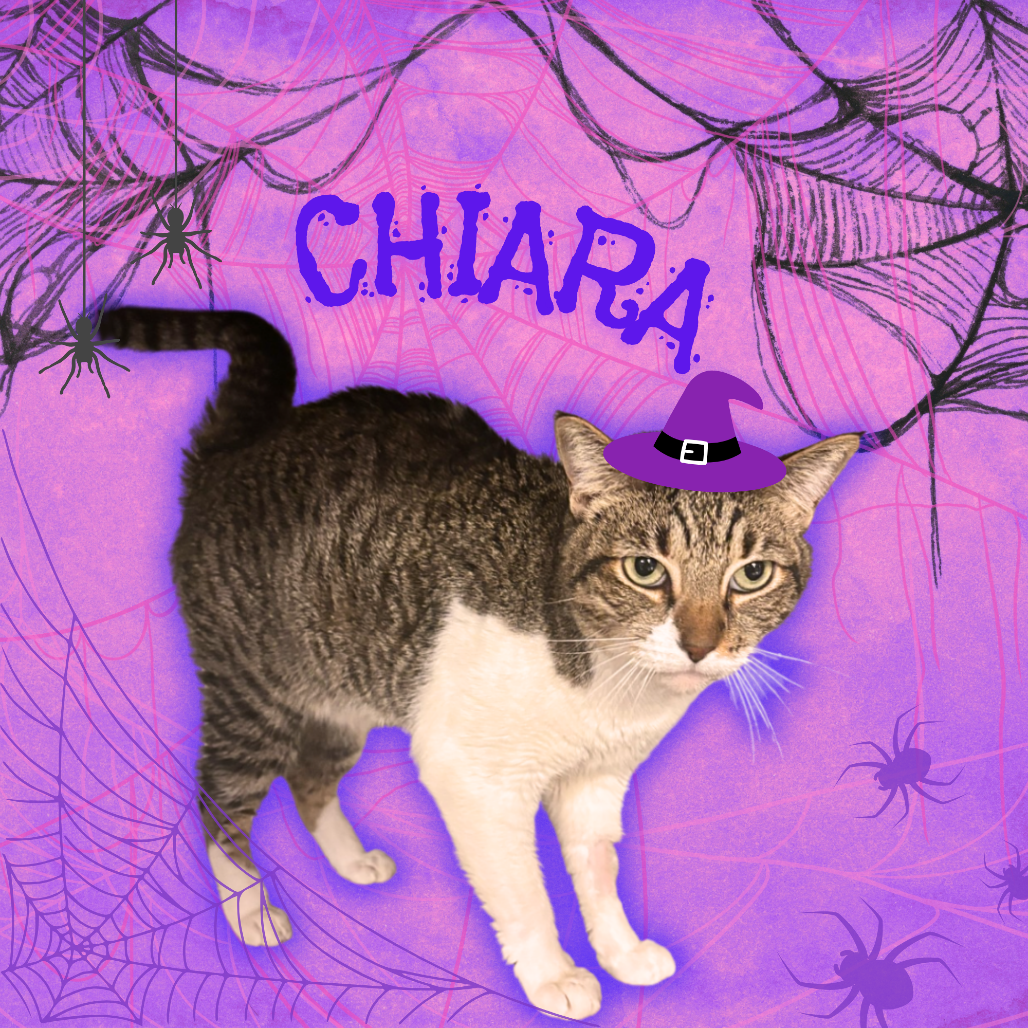 CHIARA - Domestic Shorthair available for adoption