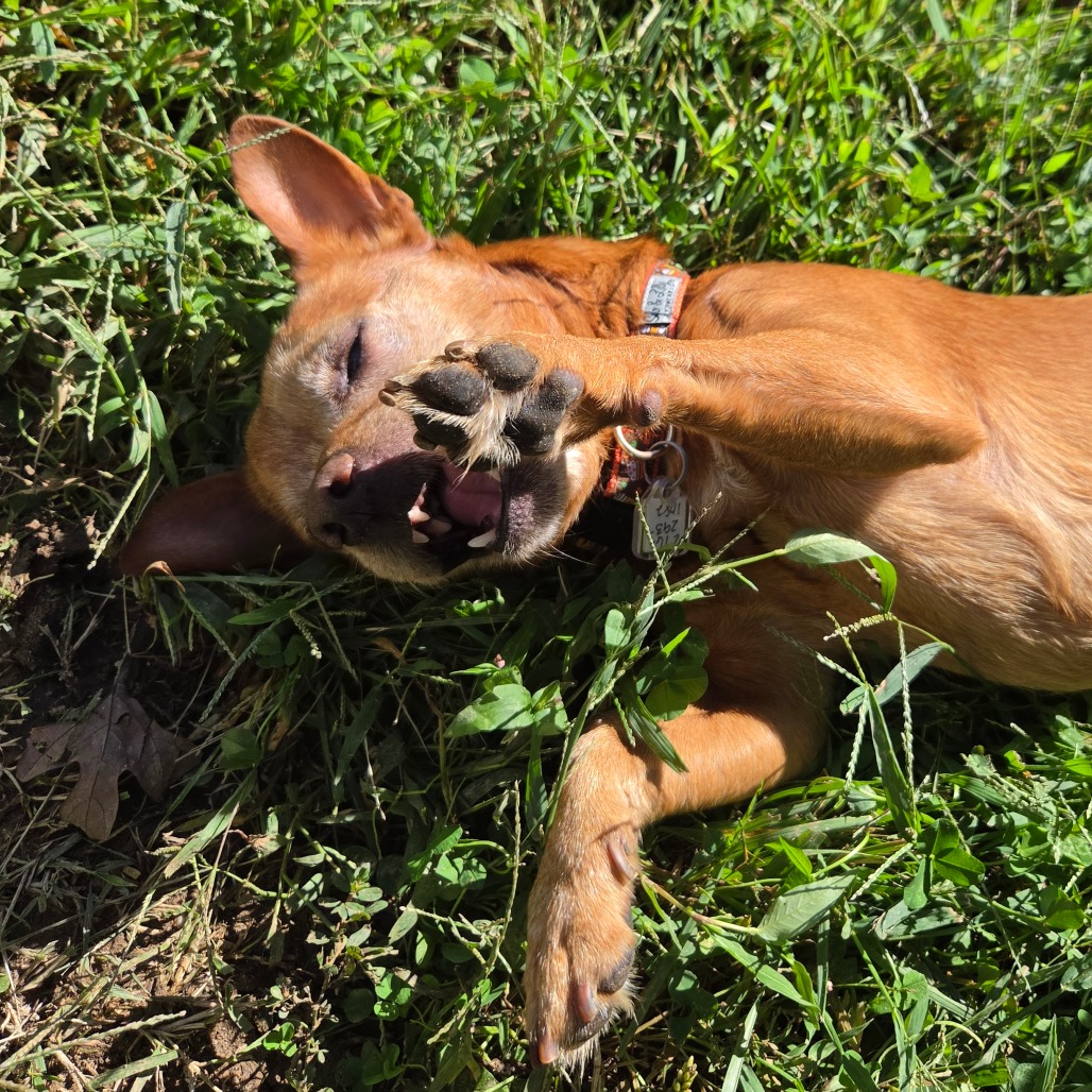 Frito, photo 19