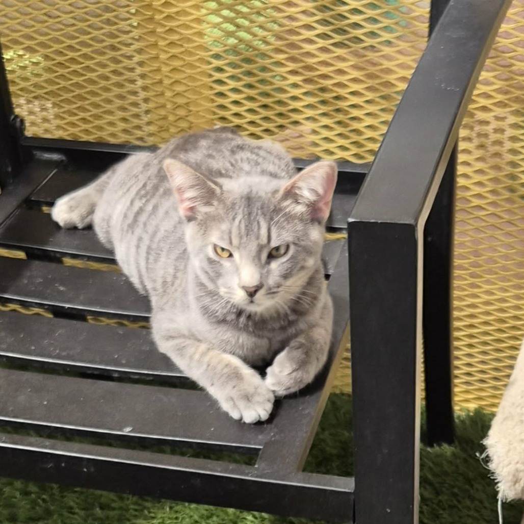 JOANSEY - Domestic Shorthair for adoption in Las Cruces