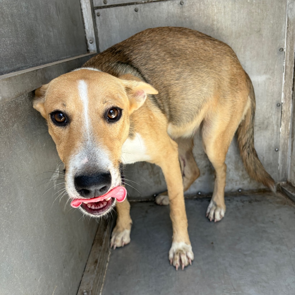 KIANA - Shepherd / Retriever, Yellow Labrador available for adoption