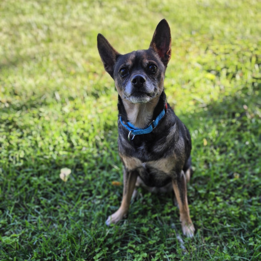 Pil Bit Lil Bit is available for adoption at Operation Paws for Homes