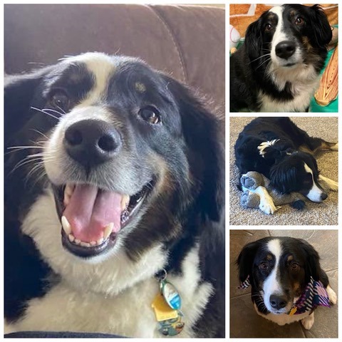 Animal named Chelsea