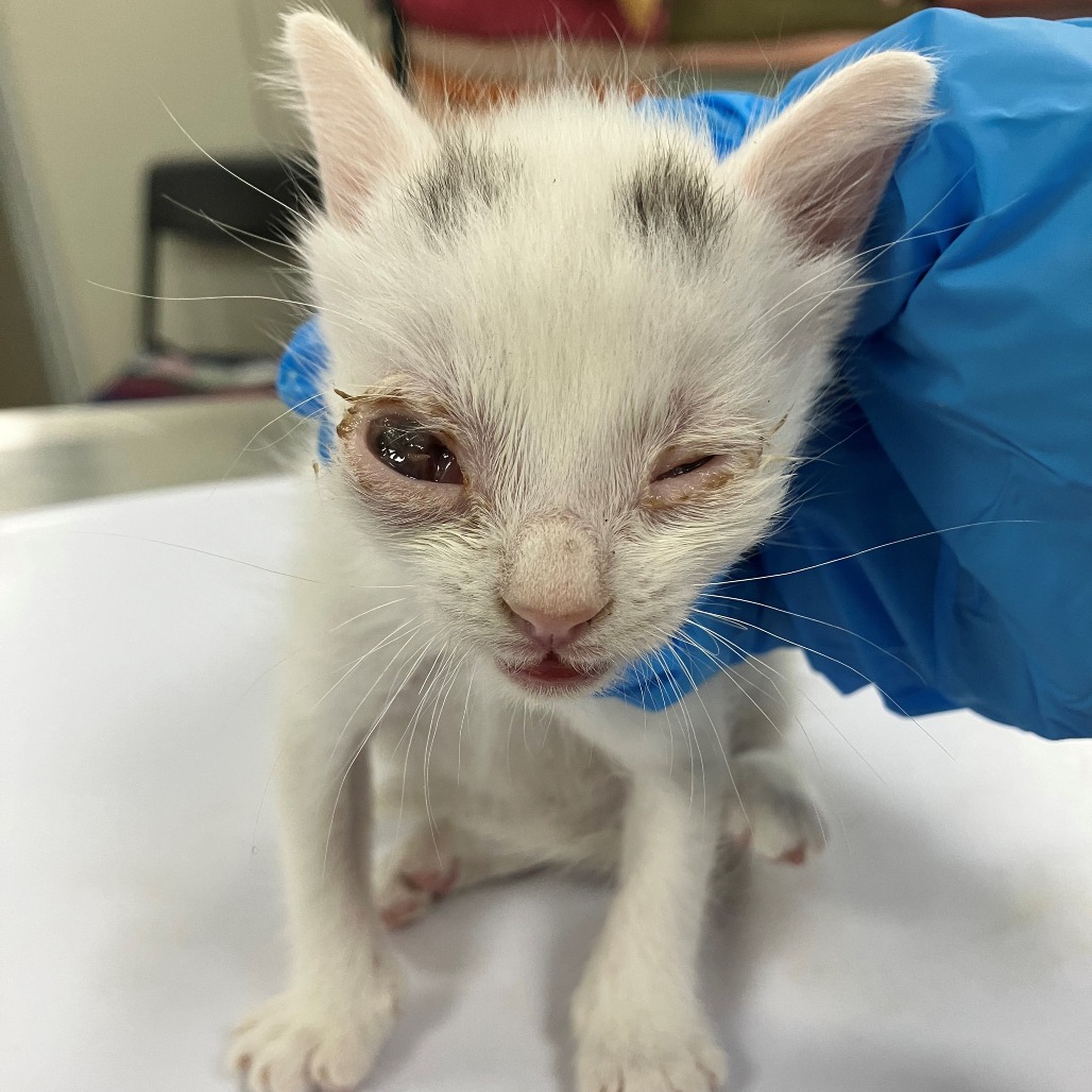 HOMER - Domestic Shorthair available for adoption