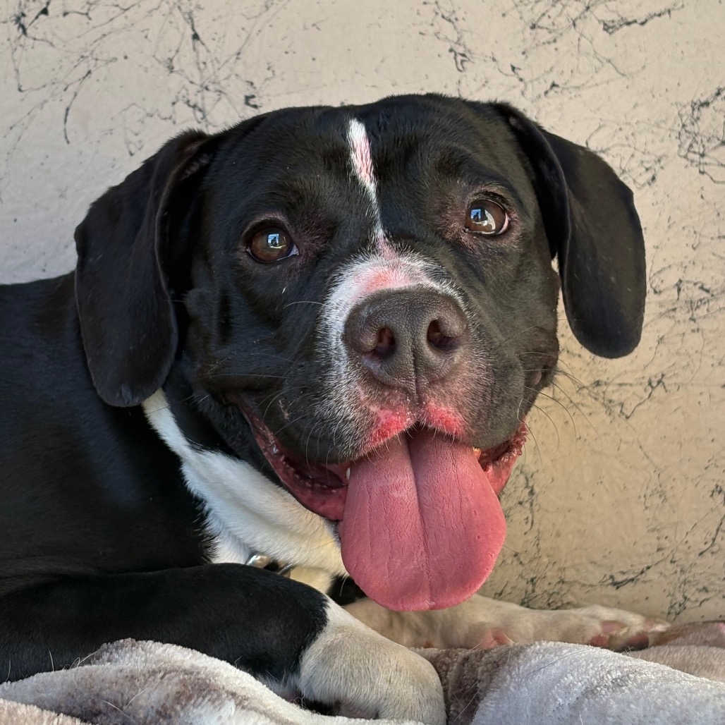 MABEL - Beagle / Mixed Breed (Medium) available for adoption