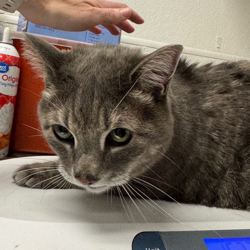 DAVID - Domestic Shorthair available for adoption