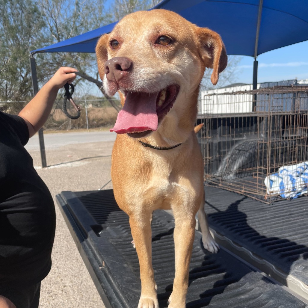 CANOPHILIA - Retriever, Labrador / Mix available for adoption