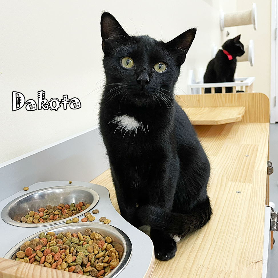Dakota, an adoptable cat