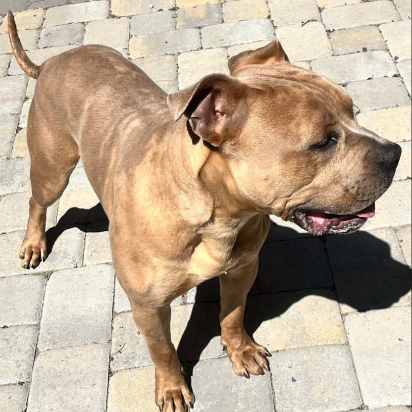 August (Auggie)