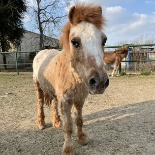 CARAMEL - Miniature available for adoption