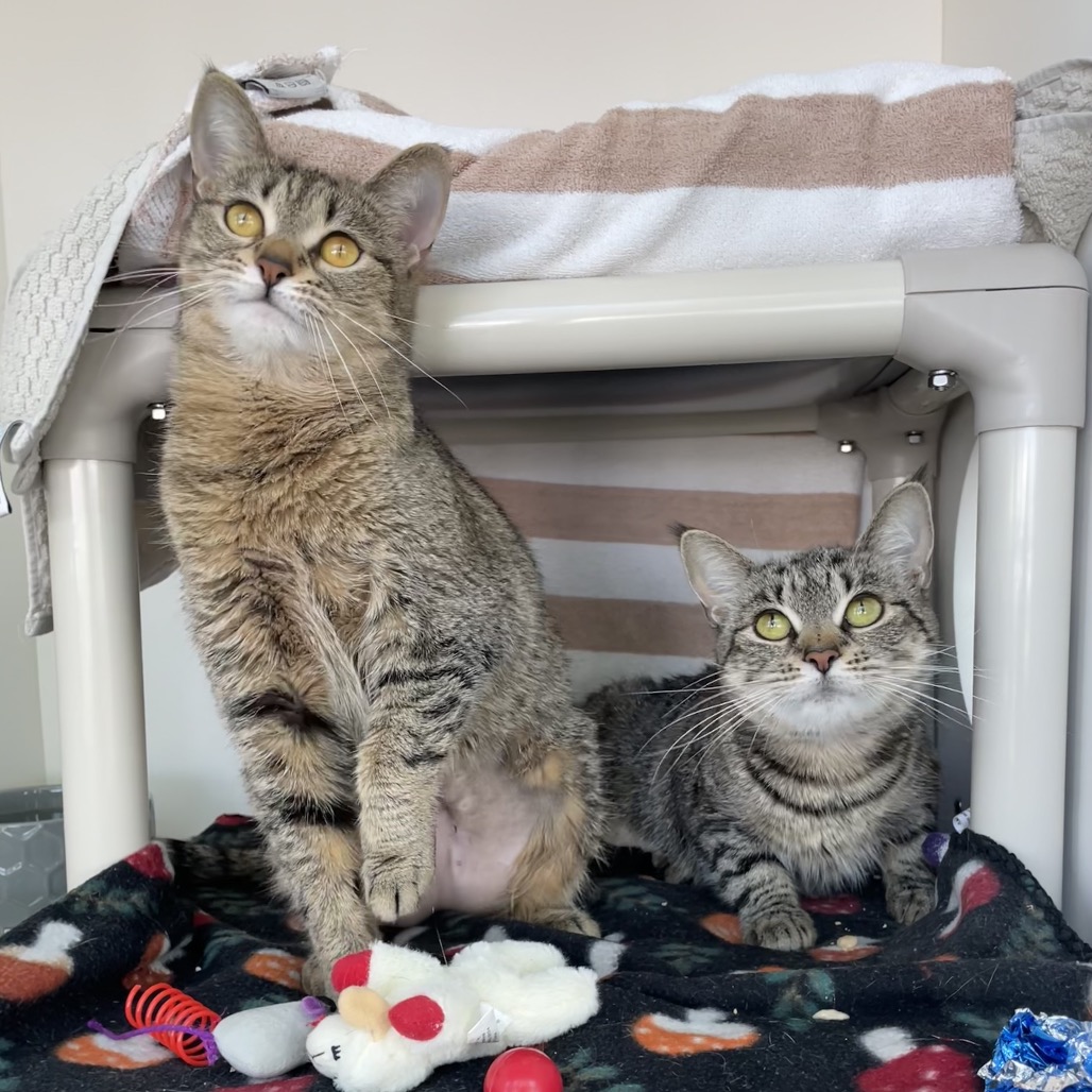 FOXY - Domestic Shorthair for adoption in Warwick