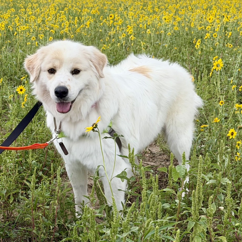 FLUFFY (JN26-03) - Pyrenees, Great / Shepherd, Anatolian available for adoption