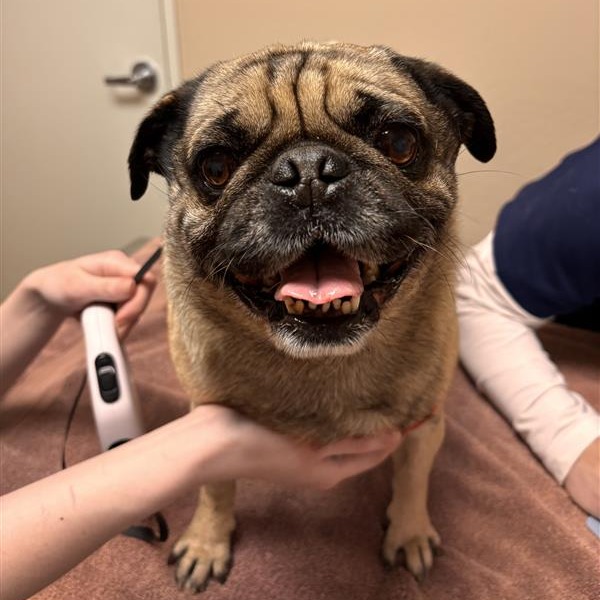 Bark Ruffalo picture #2