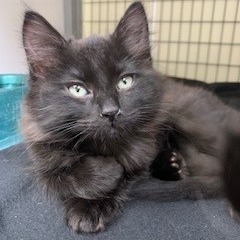 A#55c(yellow collar)'s preview photo