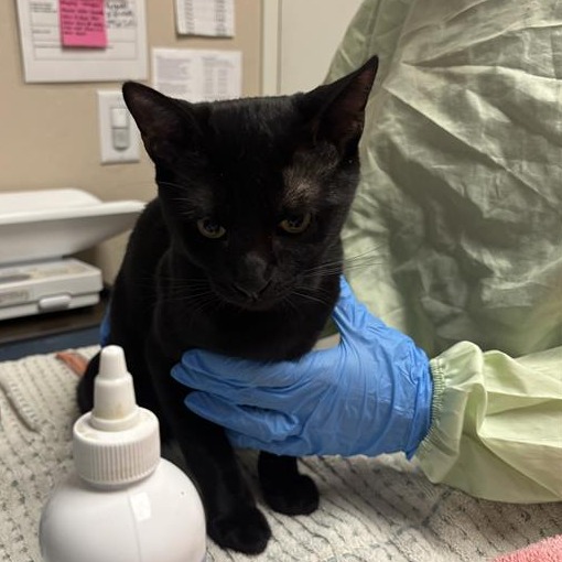 MADAGASCAR - Domestic Shorthair available for adoption