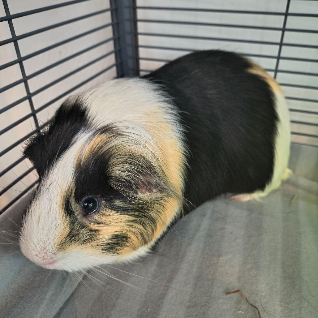 KODY - Other available for adoption