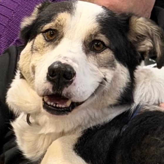 KOBE - Collie, Border / Mixed Breed (Medium) for adoption in Silver Spring