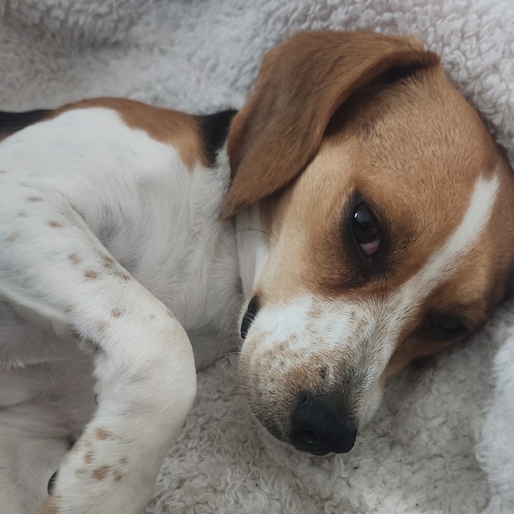 Poppy, photo 8