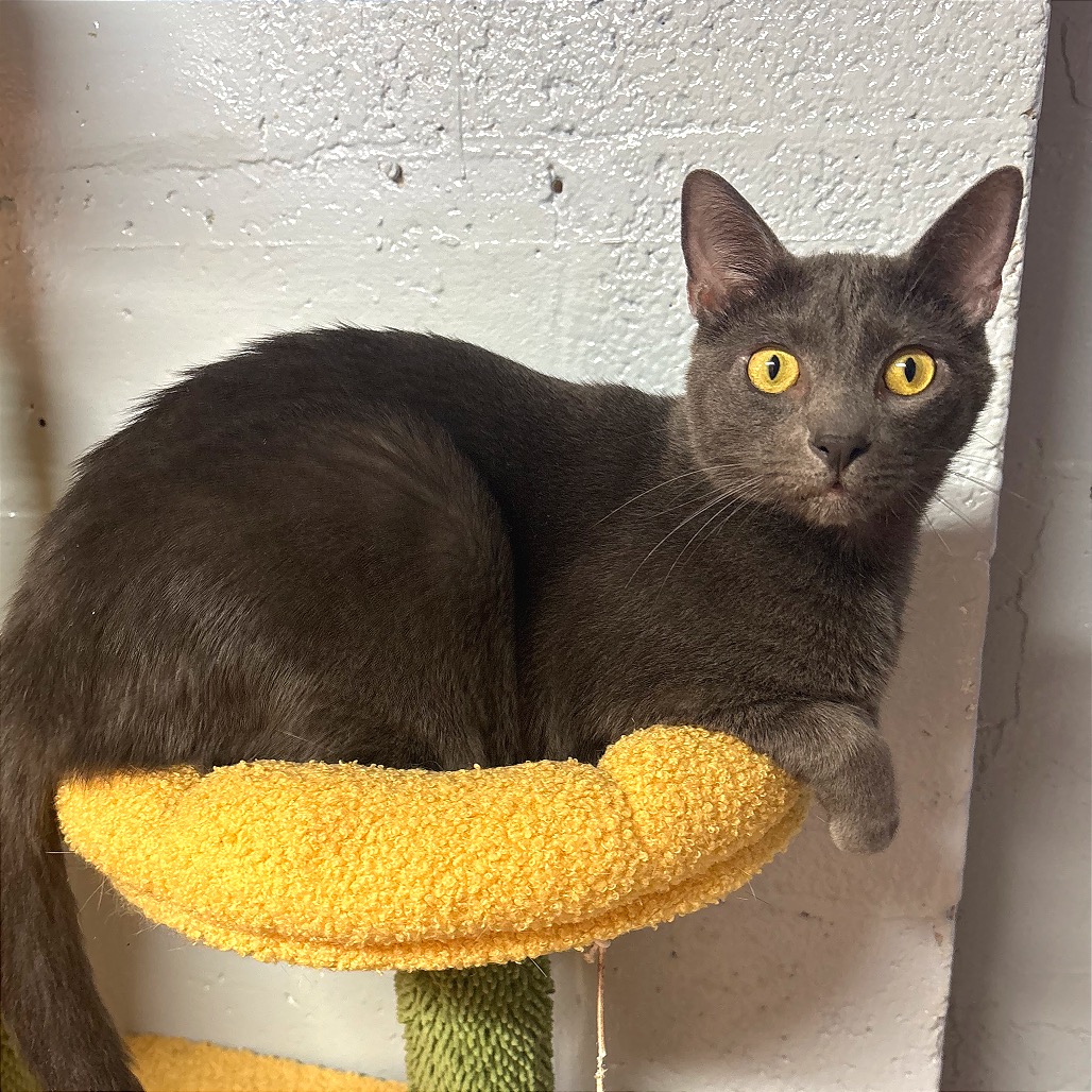 Image of Wybie looking at the camera