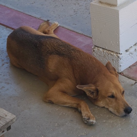 Zeus, photo 3