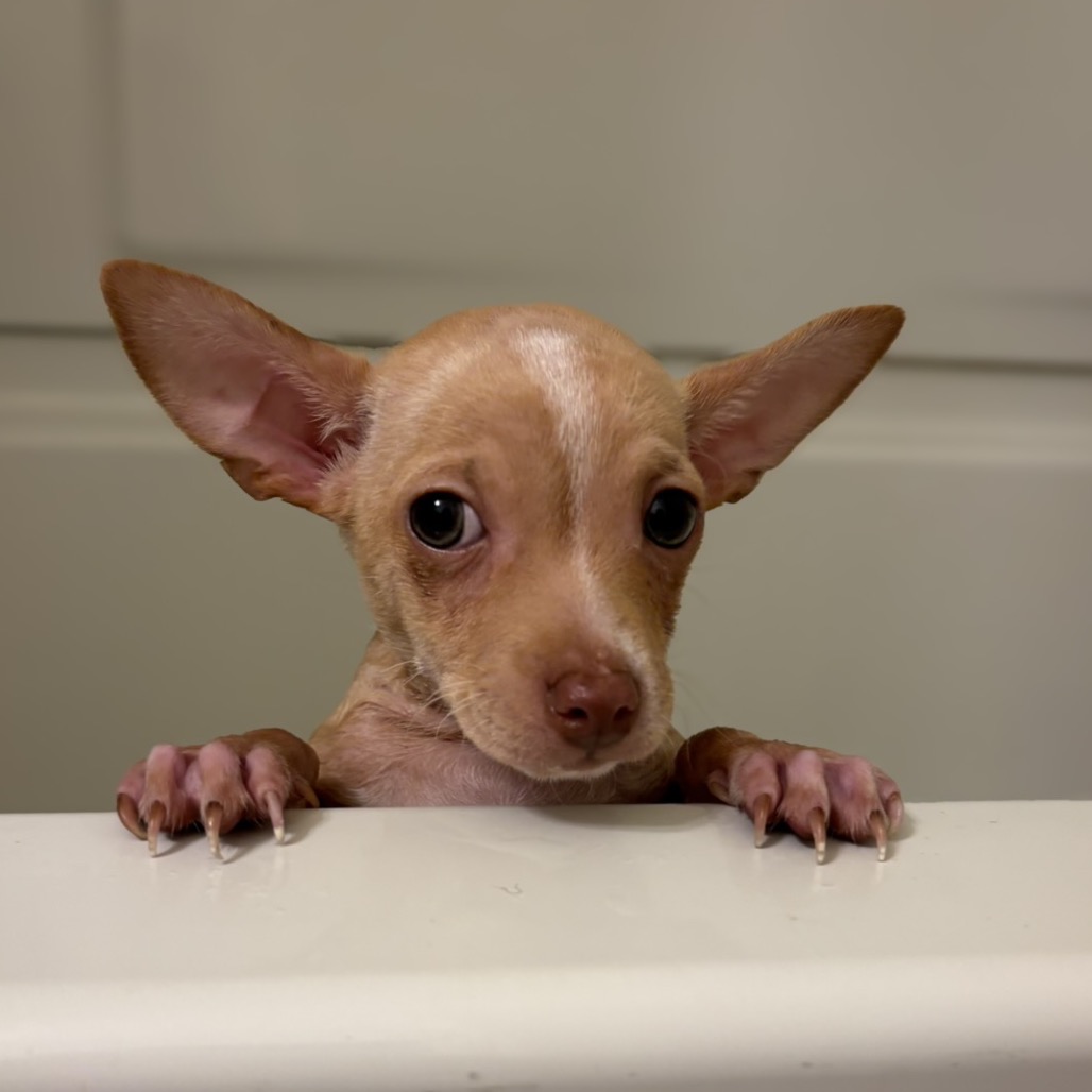 Brooks — thumbnail 2