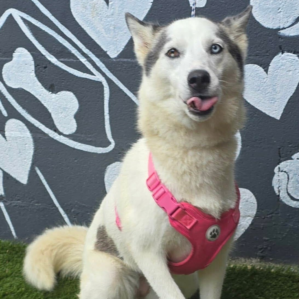 FOSTER NEEDED - Kiki