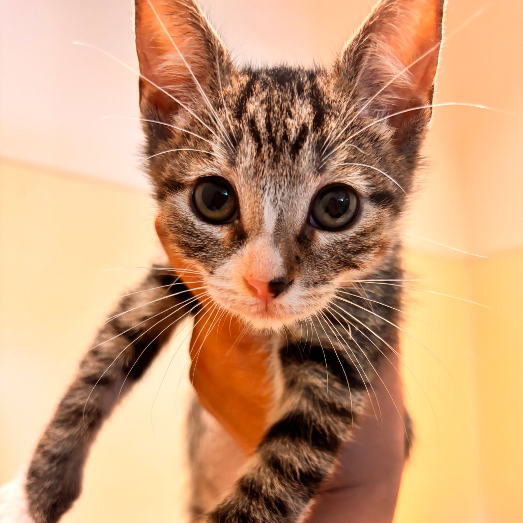 TAZ - Domestic Shorthair available for adoption