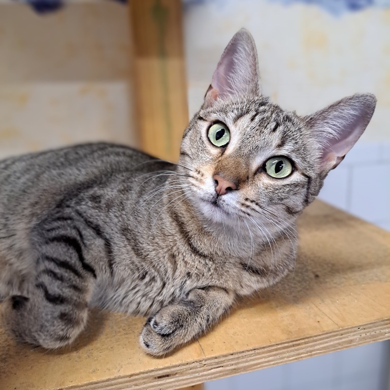 Close-up photo of Drumstick