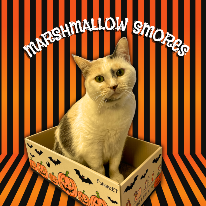 MARSHMALLOW SMORES - Domestic Shorthair available for adoption