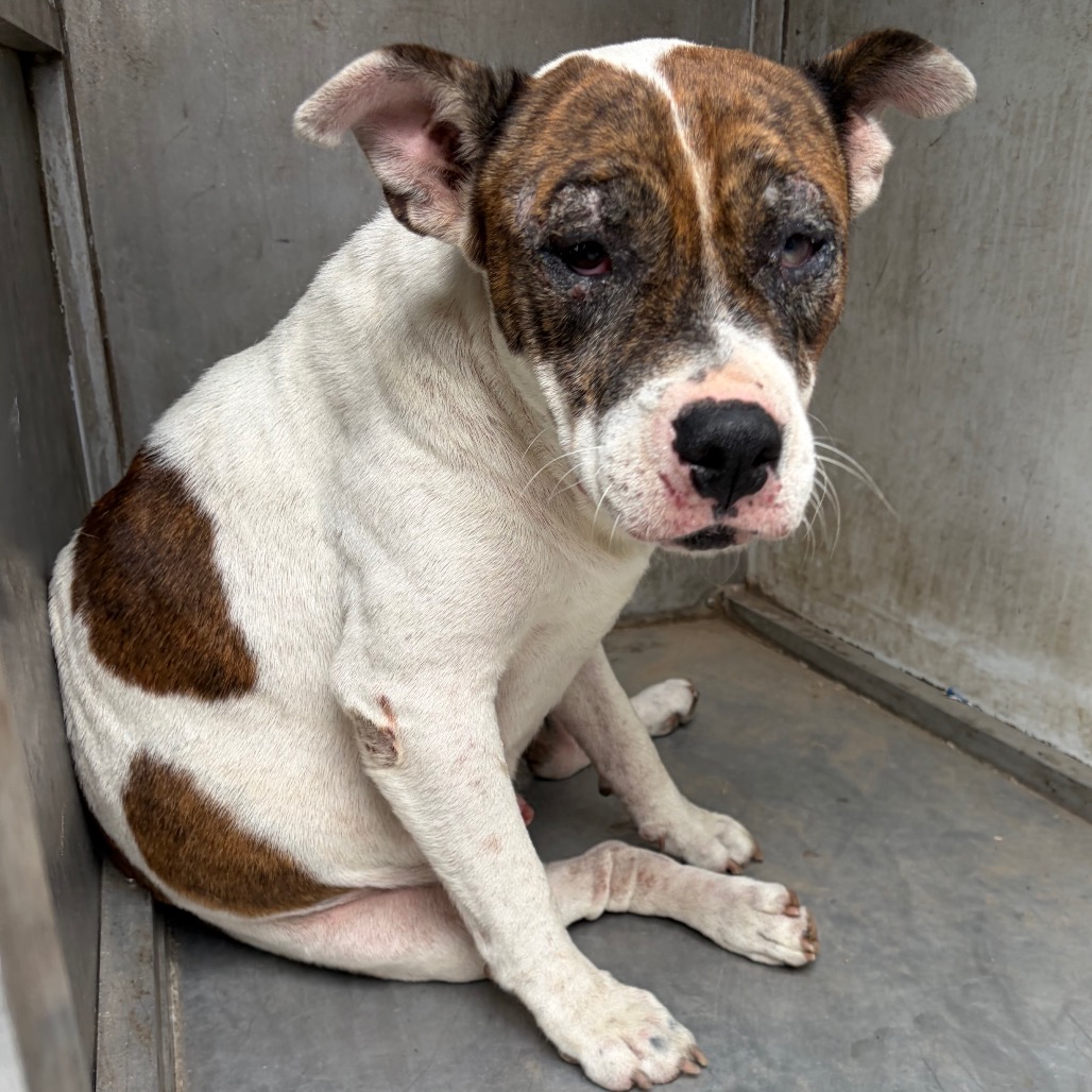 EVANGELINE - Terrier, American Staffordshire / Mixed Breed (Medium) available for adoption