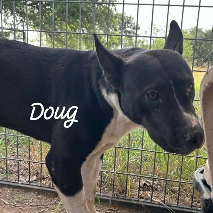DOUG - Cattle Dog / Mixed Breed (Large) available for adoption